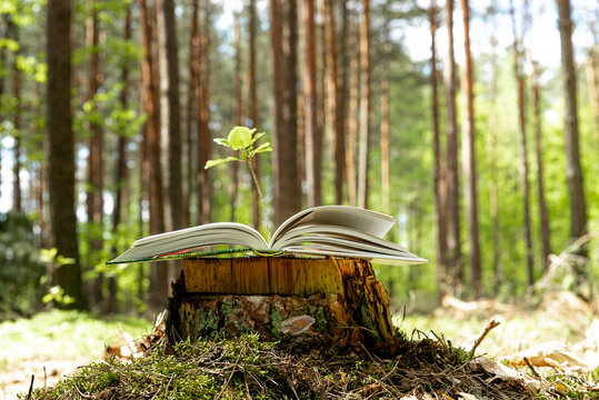 Old book lying on tree stump with blurred forest trees in background. Open book with plant seedling. 