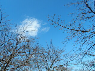 開花間近の桜の木と青空
