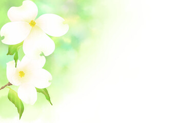 白いハナミズキの花の水彩フレーム