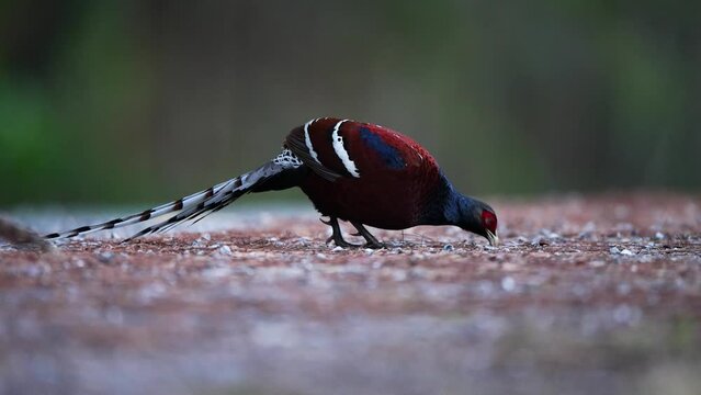 hume's pheasant, mrs hume's pheasant, bar-tailed pheasant foraging food on the floor.