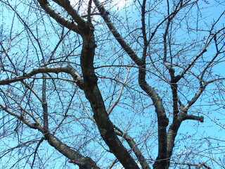 開花間近の桜の木と青空