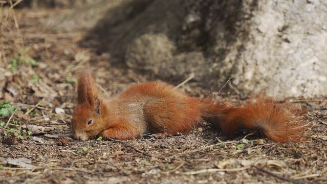 Close up squirrel in the forest. European park , red squirrel 