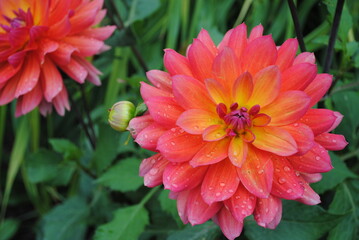 Close Up of Red, Orange, Yellow, Pink Dahlia Bloom wet with Raindrops