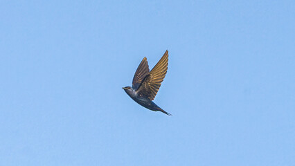 Adult male Purple Martin - Progne subis - in flight in north Florida.  Under wing feather detail visible