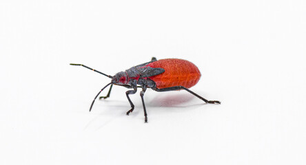Jadera haematoloma - the red shouldered, goldenrain tree, or soapberry bug juvenile nymph