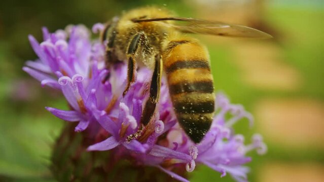 Macro close up shot of bee pollinating purple flower. High quality 4k 50fps slow motion