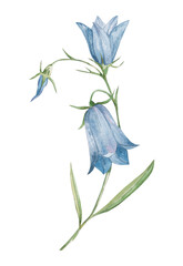 Watercolor bluebell flower, isolated.png file.