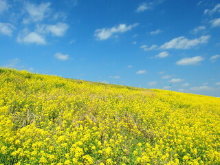 菜の花満開の春の江戸川土手と青空風景