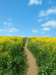 菜の花満開の春の江戸川土手と自然にできた坂道と青空風景
