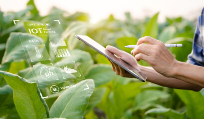 Farmers use the internet's main data network from their tablet to monitor, test and select new cultivation methods, young farmers and tobacco farming.Agriculture business concept