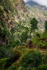 Fototapeta na wymiar Beautiful green nature of Madeira island.