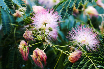 Pink flower of Lankaran acacia albizia. Albizia julibrissin on green background. Close up. Flower backdrop.