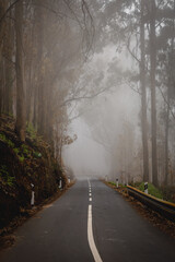 Mysterious foggy asphalt road through the forest.