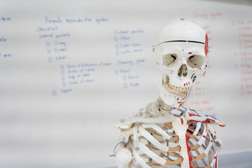 Anatomy human body model on white borad background.Part of human body model with organ system for health student study in university.Human muscle model.Medical education concept.