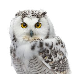 Obraz premium snowy owl face shot , isolated on transparent background cutout , generative ai