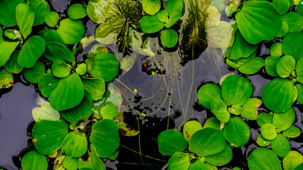 beautiful and amazing green water plant