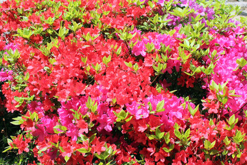 Obraz premium close-up royal azalea blossoms . red and pink royal azalea blossoms . 