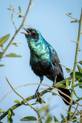 Greater blue-eared starling squawks in leafy bush