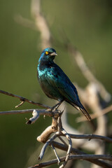 Greater blue-eared starling turning head on tree