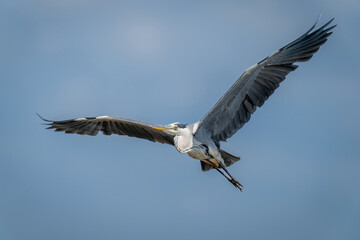 Grey heron glides across sky in sunshine
