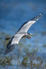 Grey heron glides over water in sunshine