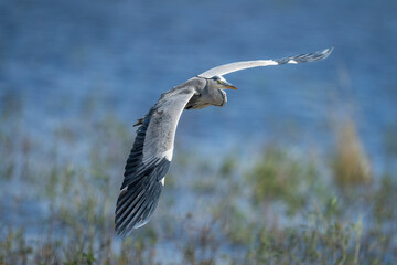 Grey heron gliding over river in sunshine