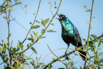 Greater blue-eared starling squawks from leafy bush