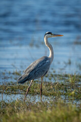 Grey heron walks down riverbank in sunshine
