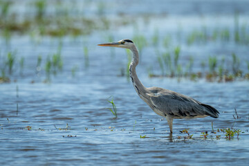 Fototapeta premium Grey heron stands in shallows in sunshine