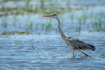 Grey heron wades through shallows stretching neck