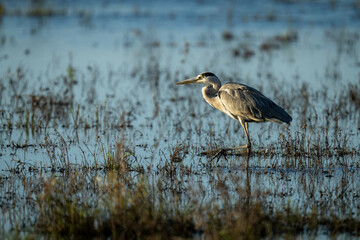 Grey heron wades through shallows in profile