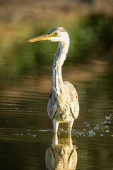 Grey heron stands reflected in shallow water