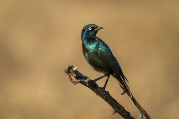 Greater blue-eared starling turning round on branch