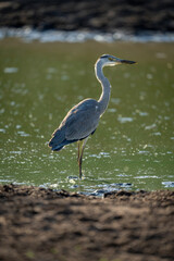 Fototapeta premium Grey heron stands in waterhole watching camera