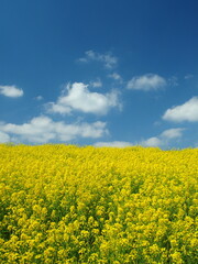 Obraz premium 菜の花満開の春の江戸川土手と青空風景