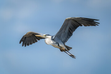 Grey heron gliding across sky in sunshine