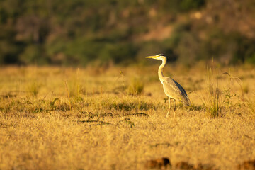Grey heron on grass in golden light