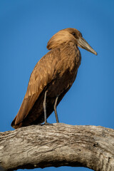 Hamerkop on tree under clear blue sky