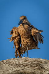 Hamerkop shakes itself on branch in sunshine