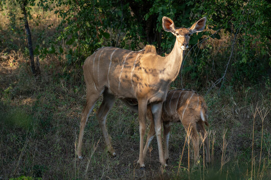 Greater Kudu Stands Suckling Calf In Clearing