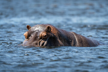 Fototapeta premium Hippo stands in river looking at camera