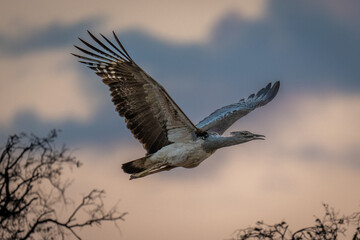 Kori bustard flies past with wings raised