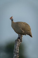 Helmeted guineafowl on tree stump in profile