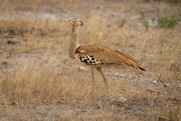 Kori bustard walks across savennah turning head