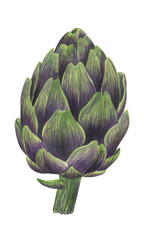 Fototapeta premium Purple artichoke watercolor illustration. Food hand drawn clipart element. Botanical art.