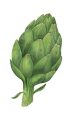 Green artichoke watercolor illustration. Food hand drawn clipart element. Botanical art.