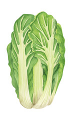 Napa cabbage watercolor illustration. Food hand drawn clipart element. Botanical art.