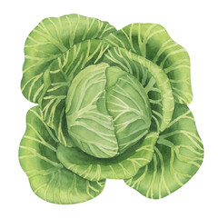 Cabbage watercolor illustration. Food hand drawn clipart collection. Botanical elements clipart set.