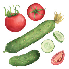Cucumber and tomato watercolor illustration. Food hand drawn clipart collection. Botanical elements clipart set.