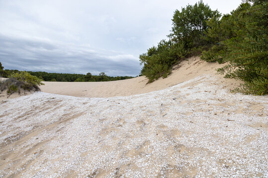 Shell midden (sambaqui) on the sand dunes of Balneario Atlantico Beach, in Arroio do Sal, Rio Grande do Sul, Brazil